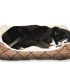 Les Astuces pour Choisir le Panier Parfait pour votre Chien et votre Maison