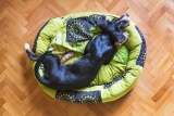Les astuces pour choisir la bonne taille de panier pour votre chien